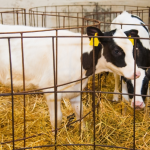 Na fase de cria, João Eustáquio De Almeida Junior mostra por que o manejo correto define todo o ciclo produtivo desde o início.