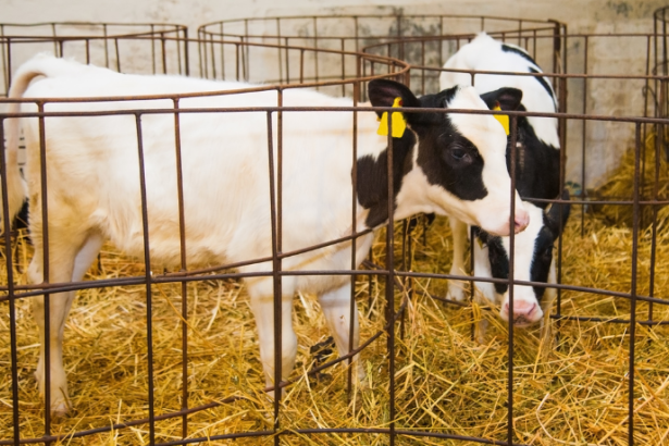 Na fase de cria, João Eustáquio De Almeida Junior mostra por que o manejo correto define todo o ciclo produtivo desde o início.