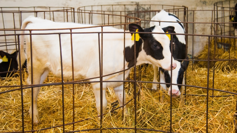 Na fase de cria, João Eustáquio De Almeida Junior mostra por que o manejo correto define todo o ciclo produtivo desde o início.