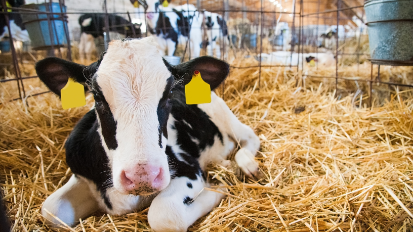 Entenda com João Eustáquio De Almeida Junior como o manejo na fase de cria impacta diretamente os resultados de todo o ciclo produtivo.